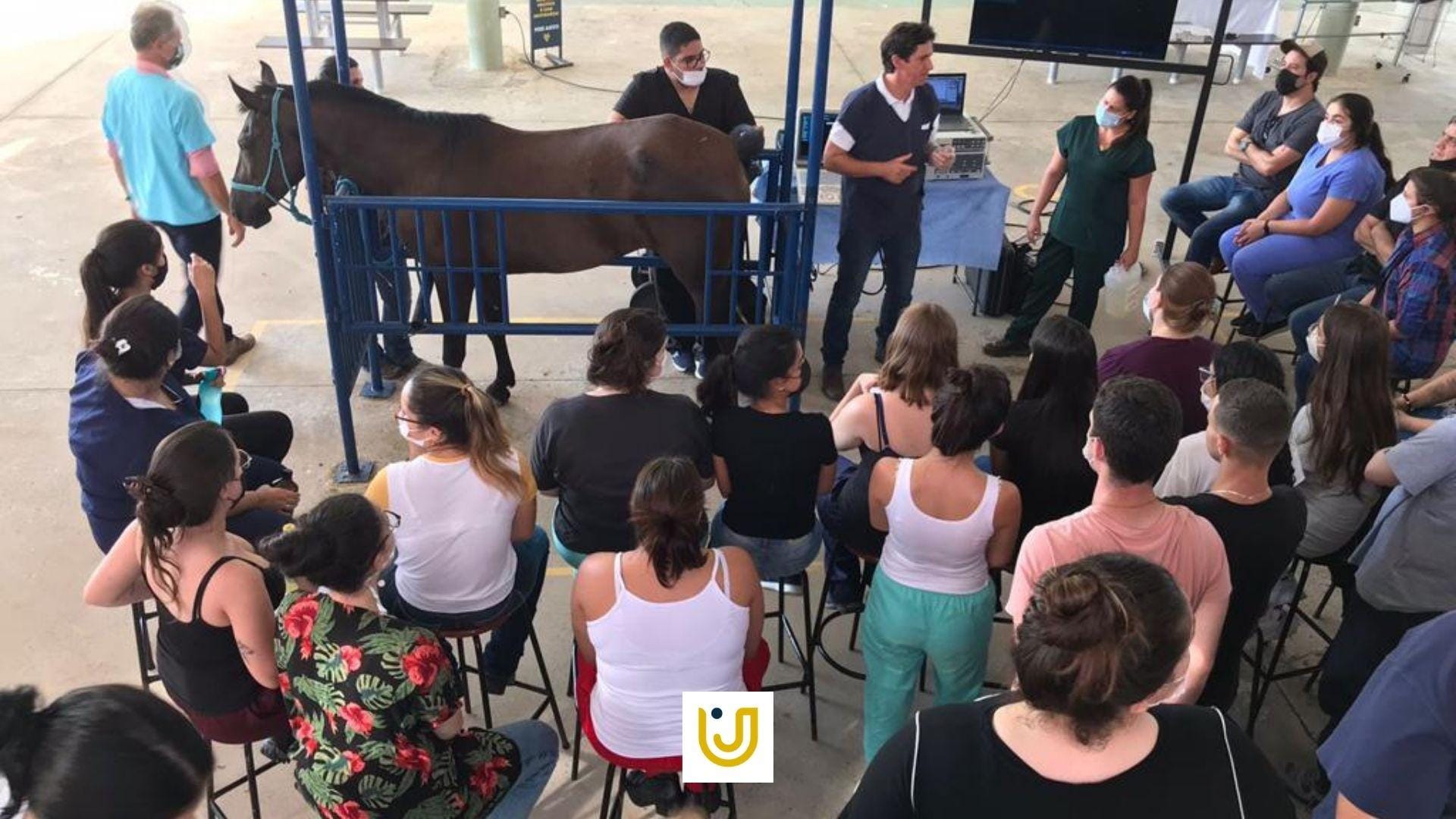 A imagem mostra a aula prática de primeiros socorros em equinos.