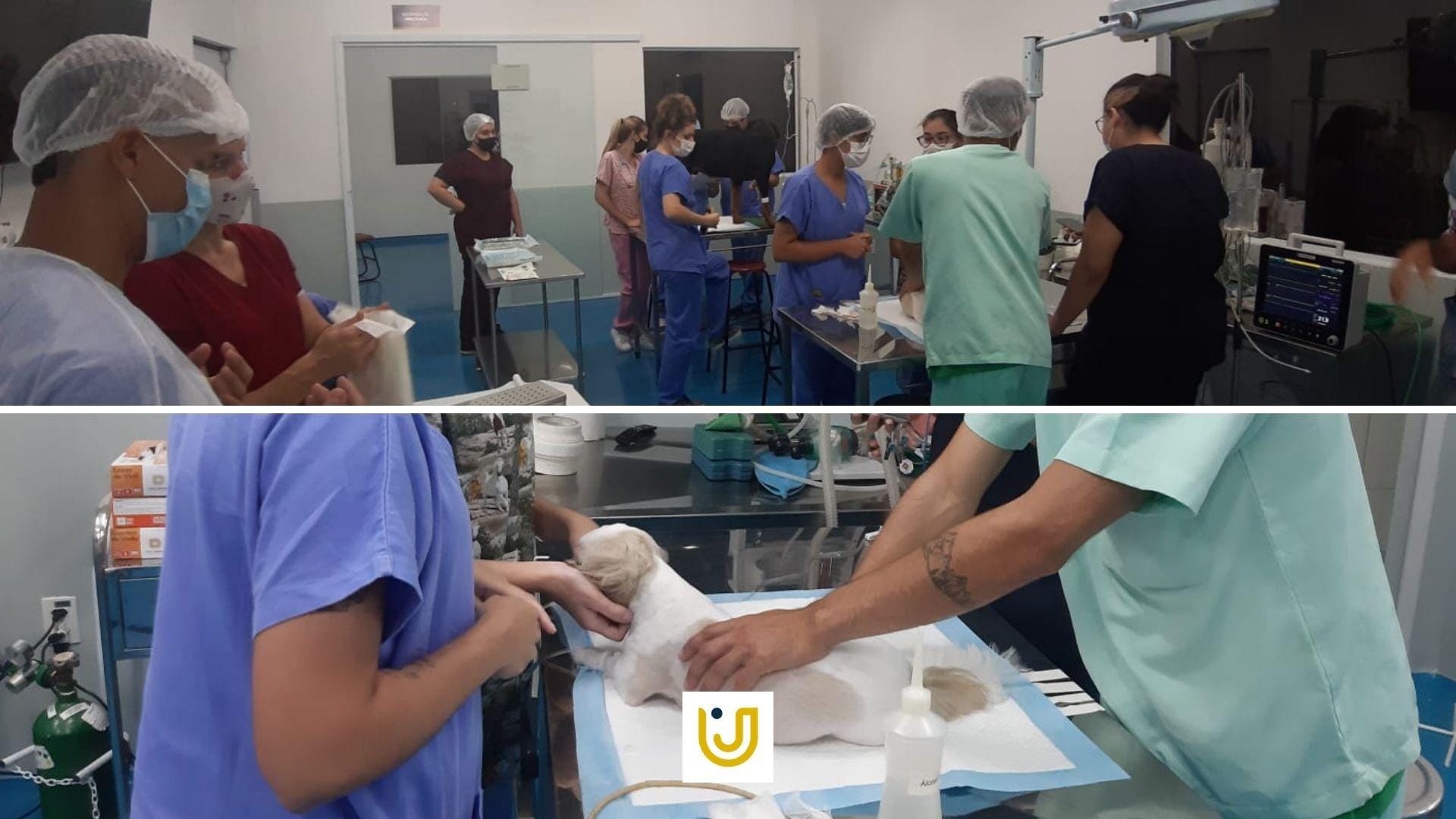 A imagem mostra os estudantes durante a aula de Clínica Cirúrgica de Pequenos Animais.